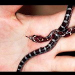 Baby corn snake